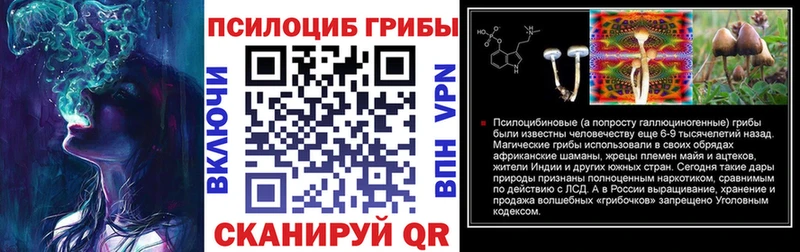 Купить  Болохово  Галлюциногенные грибы Psilocybine cubensis 